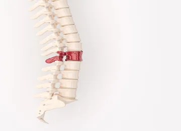Spine